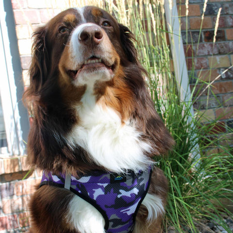 American River Camo Choke-Free Dog Harness by Doggie Design - Purple