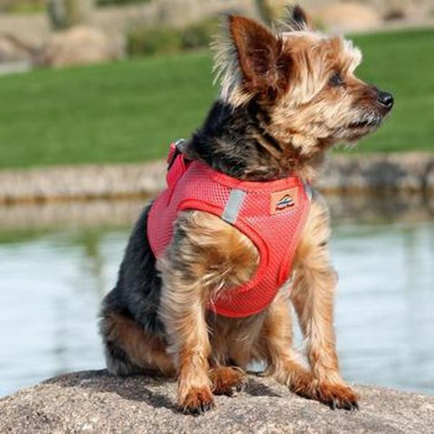 American River Solid Ultra Choke-Free Mesh Dog Harness - Coral