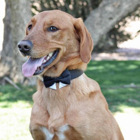 Doggie Design Black Dog Collar with removable Bowtie XS-S-M-L-XL-2XL